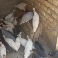جوجه مرغ شاخدار