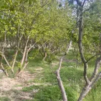 باغچه-با-سند-تک-برگ