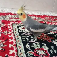 عروس هلندی جفت|پرنده|هشتگرد, تهران دشت|دیوار