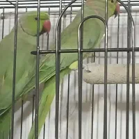 ملنگووگرینچیک معاوضه ردچیک. خورشیدی شاهطوطی