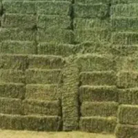 خرید فروش تفاله سیب چغندر نم دار و خشک|لوازم جانبی حیوانات|شیروان (خراسان), |دیوار