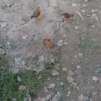 جوجه