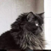 گربه پرشین متالیک