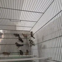 فنچ بنگالی حمال