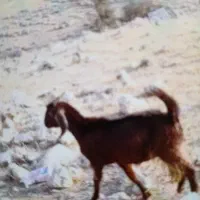 کولار چاق تخت