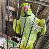 فروش طوطی خانگی سخنگو