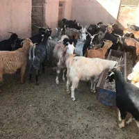 بز جوان و چاغ