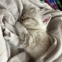 گربه بریتیش