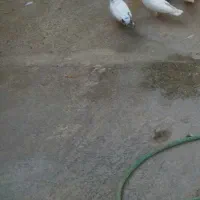 کبوتر طوقی