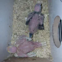 عروس هلندی سرلاکی|پرنده|تاکستان, |دیوار