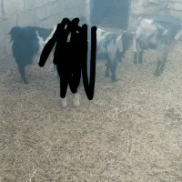 بزغاله دورگ پاکستانی ماده|حیوانات مزرعه|سده (خراسان جنوبی), |دیوار