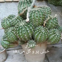 گل زیبای آپارتمانی پاندانوس سبز و چند مدل کاکتوس|گل و گیاه طبیعی|اصفهان, رکن الدوله شرقی|دیوار