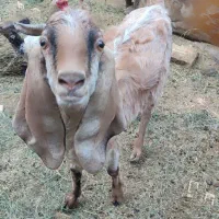 گوسفند|حیوانات مزرعه|بم, |دیوار