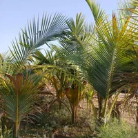 نهال نارگیل و گل های گرمسیری