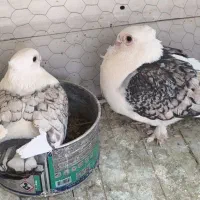 کبوتر ساتن طاووسی