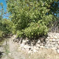 فروش باغ در شهر دالاهو|فروش زمین و ملک کلنگی|اسلامآباد غرب, |دیوار