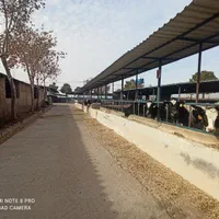 6هکتار دامپروری صنعتی شیری و گلخانه ورامین|فروش دفتر صنعتی، کشاورزی، تجاری|ورامین, ورامین|دیوار