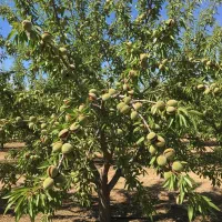 نهال بادام تونو مقاوم و مناسب مناطق سردسیر