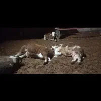 گاو گوساله  تلیسه