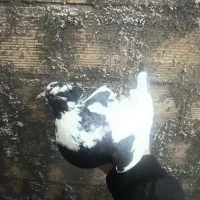 کبوتر شاپر|پرنده|ملکشاهی, |دیوار