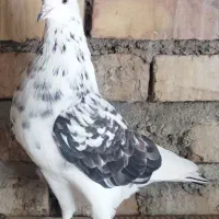 کبوتر پرشی|پرنده|بهشهر, |دیوار