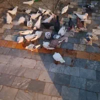 کبوتر حدود ۴۵ تا نرو ماده