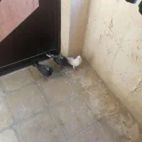 کفتر پلاکی|پرنده|نورآباد ممسنی, |دیوار