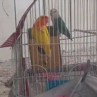 یک جفت طوطی برزیلی