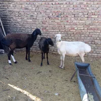 میش چینی|حیوانات مزرعه|زاهدان, |دیوار