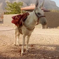 الاغ رهوار درجه 1