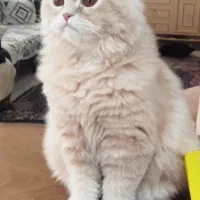 گربه آماده جفت گیری