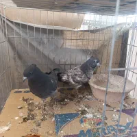 کبوتر|پرنده|قم, انصار‌الحسین|دیوار