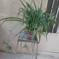 گندمی|گل و گیاه طبیعی|تهران, شهید رجایی|دیوار