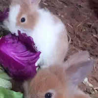 خرگوش بچه و بزرگ