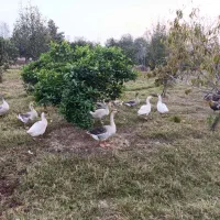 غاز - فروش ویژه