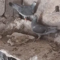 یک جفت چاپی درجه یک|پرنده|سلیمان, |دیوار