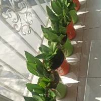 گل و گلدون طبیعی