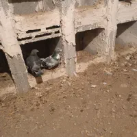 ماده فراری دادم