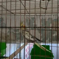 عروس هلندی  مرواریدی