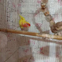 طوطی برزیلی|پرنده|رودسر, |دیوار