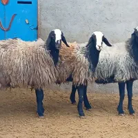 دامداری آقای سلحشور