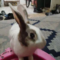 خرگوش نر|موش و خرگوش|بیرجند, |دیوار