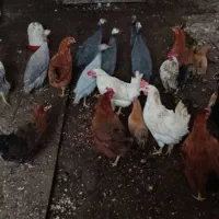 مرغ طبیعی تخم گذار ده ماهه