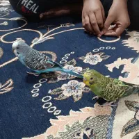 مرغ عشق|پرنده|خرمشهر, |دیوار