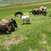 گیسک ماده|حیوانات مزرعه|بلبان آباد, |دیوار