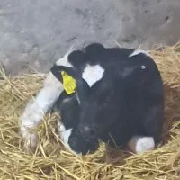 گوساله قطع شیروشیرخوار هلشتاین