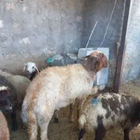 شک ورن نازار .قوچ .میش .بره