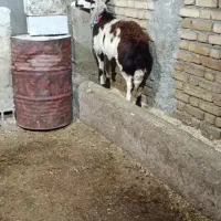 بره، قوچ اانتیک، اصل جنس