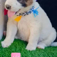 سگ آلابای اصیل|سگ|تهران, پامنار|دیوار