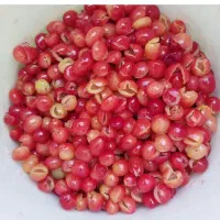 زغال اخته ناب
